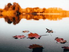 Syksyisiä puunlehtiä kelluu järven pinnalla.